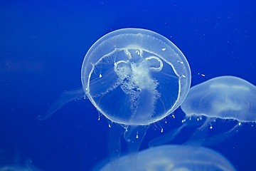 Image showing Jellyfish Drifting Background