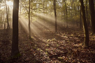 Image showing Forest with light rays