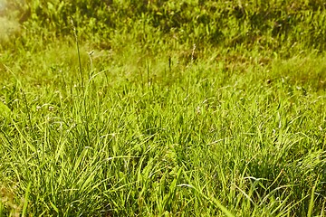 Image showing Green Grass Field