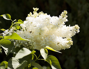 Image showing white lilac