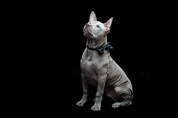 Image showing Thai ridgeback puppy