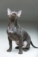 Image showing Thai ridgeback puppy