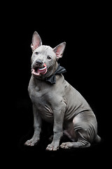 Image showing Thai ridgeback puppy