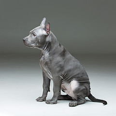 Image showing Thai ridgeback puppy