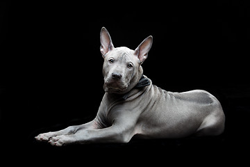 Image showing Thai ridgeback puppy