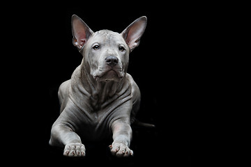 Image showing Thai ridgeback puppy