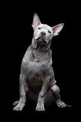 Image showing Thai ridgeback puppy