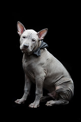 Image showing Thai ridgeback puppy