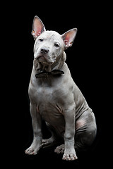 Image showing Thai ridgeback puppy