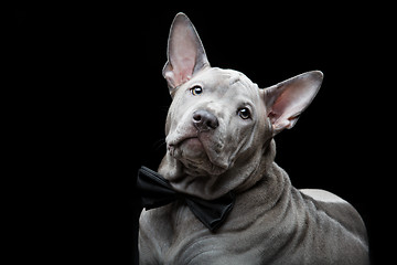 Image showing Thai ridgeback puppy