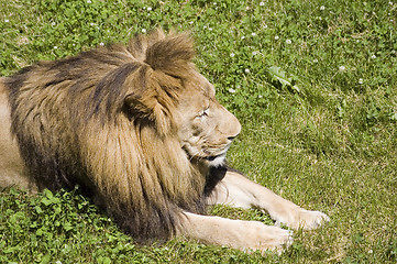 Image showing Lion