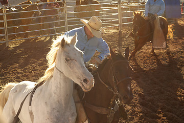 Image showing Stockman