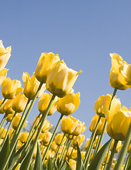 Image showing Flowers