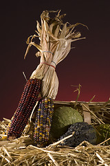 Image showing Corn