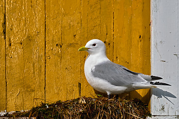 Image showing Seagull bird close up