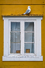 Image showing Seagull bird close up