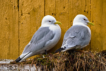 Image showing Seagull bird close up