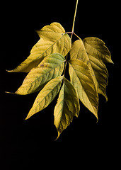 Image showing Leaf