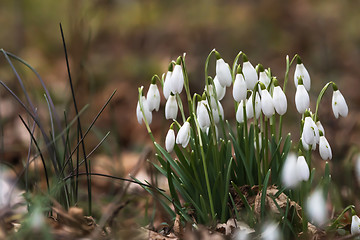 Image showing Snowdrops by early spring season