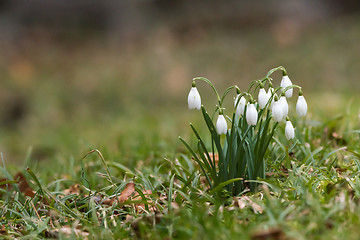 Image showing Small group blossom snowdrops