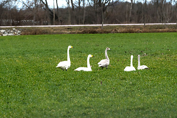 Image showing Swans grazing in a farmers field