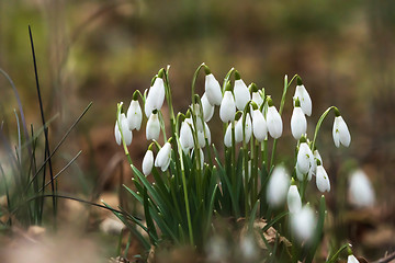 Image showing Blossom snowdrops closeup