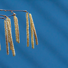 Image showing Hazel catkins by a blue sky