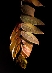 Image showing Leaf