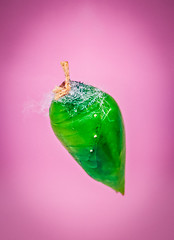 Image showing A green pupa of the tropical butterfly