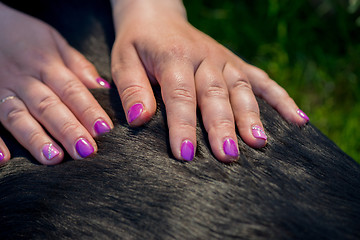 Image showing Human hands doing dog massage