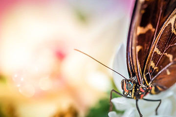 Image showing Morpho butterfly macro shot