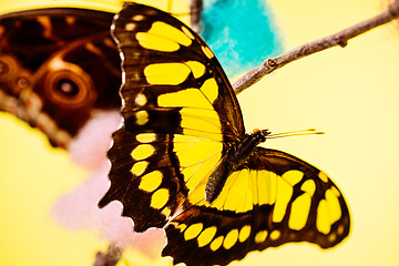 Image showing Tropical butterfly over yellow