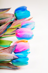 Image showing Vertical shoot of multi colored tulips