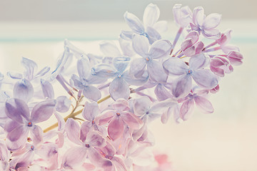 Image showing Close-up of beautiful lilac
