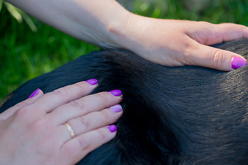 Image showing Human hands doing dog massage