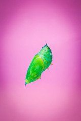 Image showing A green pupa of the tropical butterfly