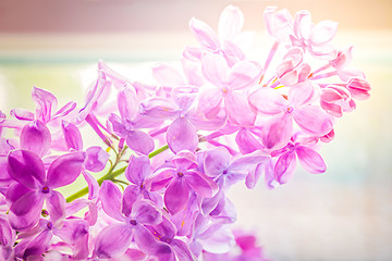 Image showing Close-up of beautiful lilac