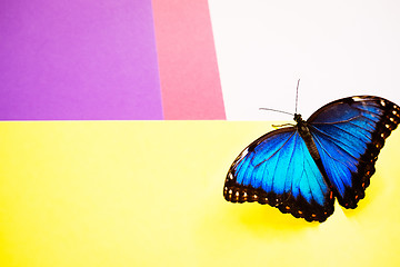 Image showing Morpho butterfly macro shot