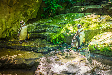 Image showing Two penguins sittting on the rocks.