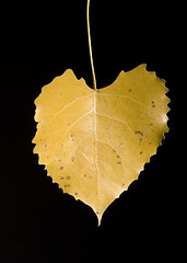 Image showing Leaf