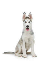 Image showing Cute husky puppy dog