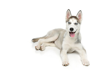 Image showing Cute husky puppy dog