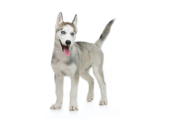Image showing Cute husky puppy dog
