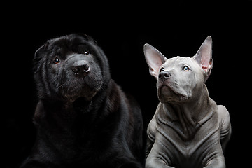 Image showing Beautiful dogs on black background 