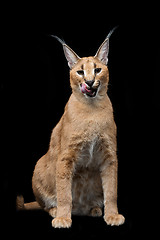 Image showing Beautiful caracal lynx over black background