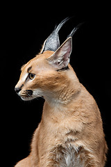 Image showing Beautiful caracal lynx over black background