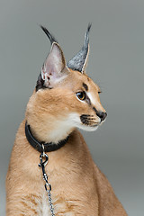 Image showing Beautiful caracal lynx sitting over grey background