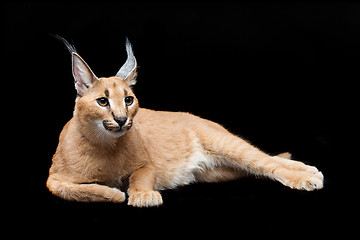 Image showing Beautiful caracal lynx over black background