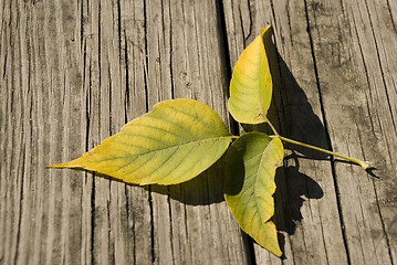 Image showing Leaves