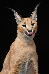 Image showing Beautiful caracal lynx over black background